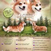 Вельш-корги пемброк Вельш-корги пемброк