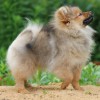 German Spitz German Spitz
