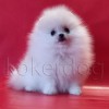 German Spitz German Spitz