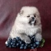 German Spitz German Spitz