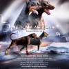 Dobermann Dobermann