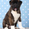 American Akita American Akita