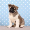 American Akita American Akita