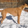 TATANKA VITKA HAZEL NUT TATANKA VITKA HAZEL NUT