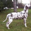 PERDITA'S DOTTY DESIGN