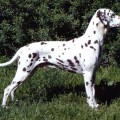 KEEN KEEMUN OF DALBURY'S CLAN