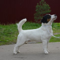THORWOOD ORSO NERO