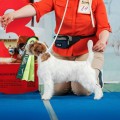 MARVELLOUS MASCOT HYPNOTIC ROMARIO
