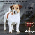 ZINGYRITZY RACER'S ICE ICEDREAMY