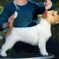 ORIGINAL MASTER'S VOICE LEAGUE CHAMPION ORIGINAL MASTER'S VOICE LEAGUE CHAMPION
