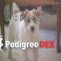 WILDENFOX RUBYS GEM