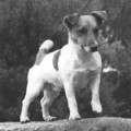 MYRMIDON LAIRDSLEY