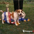 IBM DOUGAL OF JOYREVE