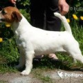 SCARLETT BEVY JR WHITE BEAUTY