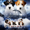 ASNIKUS S