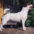 INFANTA-IZABELLA