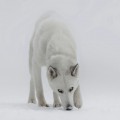 WINTER WHITE WOLF DEMON WINTER WHITE WOLF DEMON