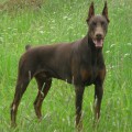 LEGENDORF BARON BURBON LEGENDORF BARON BURBON