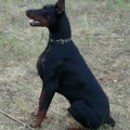 LEGENDORF BAKSTER BLACK LEGENDORF BAKSTER BLACK