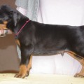 LEGENDORF KIR KUMIR LEGENDORF KIR KUMIR
