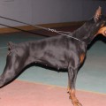 LEGENDORF KNIAGINYA CHIANTI LEGENDORF KNIAGINYA CHIANTI