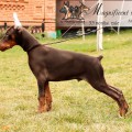 MAGNIFICENT GUY GESSER IZ MARIALGRADA
