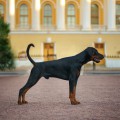 NINELL NERO LAURELS OF THE WINNER NINELL NERO LAURELS OF THE WINNER