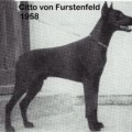 CITTO V. FURSTENFELD