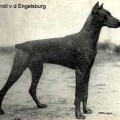 TROLL V. D. ENGELSBURG