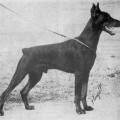 NIMROD-HILO V. FRANCKENHORST