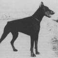 INGO V. FORELL