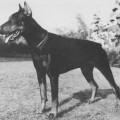CHICO V. FORELL