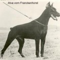 ALVA V. FRANCKENHORST