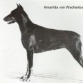 AMARILDA V. D. WACHENBURG