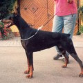 RENI V. NORDEN STAMM