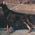KARMEL KESIA V. DIASPORA