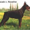 PASCALE V. ROVELINE