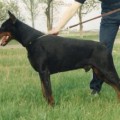 DEKSTER DAKOTA IZ MARIALGRADA