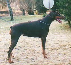 LOBO ROYAL BELL » Pedigree database Dobermann;