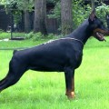 PRIDE OF RUSSIA HEXA