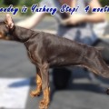 BERENDEY IZ YUZHNOY STEPI