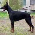 BOLIVAR SUNRAIS SAMIRA BOLIVAR SUNRAIS SAMIRA