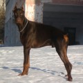 BOLIVAR REX RICHARD BOLIVAR REX RICHARD