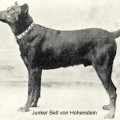 JUNKER BELL V. HOHENSTEIN