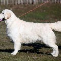 ARILIS LINE ARISTOKRAT IN LIFE