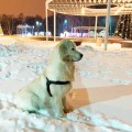 RUSSKOE ZOLOTO LUNNAYA RADUGA RUSSKOE ZOLOTO LUNNAYA RADUGA