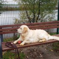 RUSSKOE ZOLOTO LOURENS AJ TODOR RUSSKOE ZOLOTO LOURENS AJ TODOR