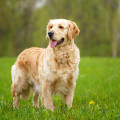 MAJESTIC MARGARET GOLDEN STREAM