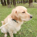 RUSSKOE ZOLOTO SHELEKSA SASHA RUSSKOE ZOLOTO SHELEKSA SASHA