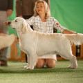 DARVIN HAPPY COMPANY -DARWIN HAPPY COMPANY-